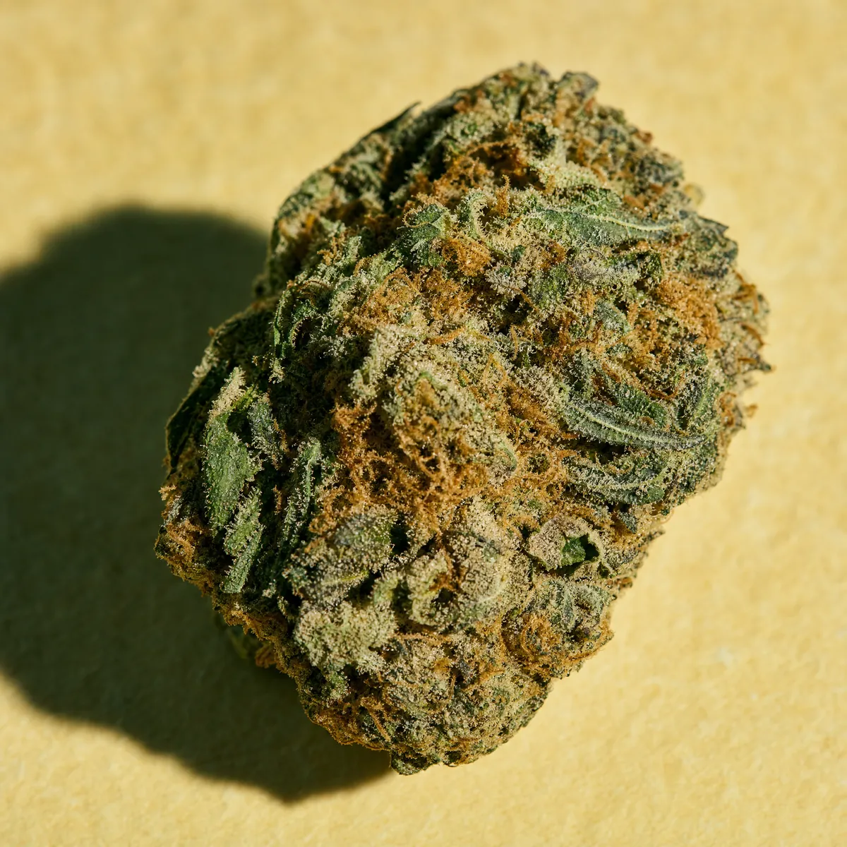 Macro photograph of a cured cannabis flower resting on warm cream paper